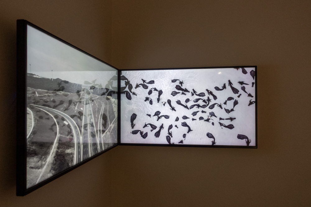 Ozan Atalan, Monochrome, 2019, installation, detail. Video: 10'